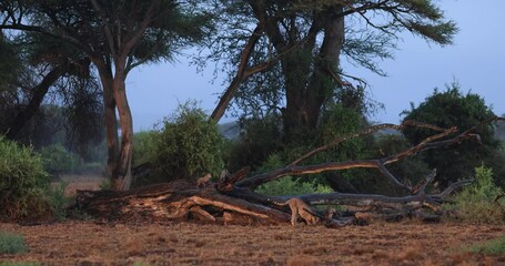 Wall Mural - a cheetah family watches from a dead tree while it rains