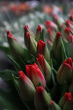 Fototapeta Tulipany - Czerwone tulipany