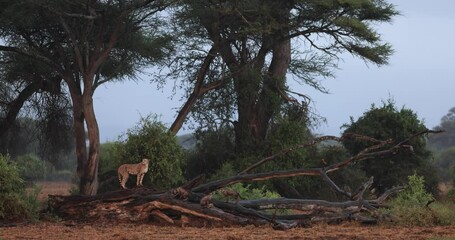Wall Mural - a cheetah family watches from a dead tree while it rains