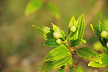 Poster - flowers on the tree