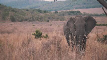 solitary african elephant bull walking in long savannah grass.