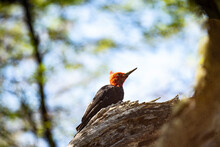 A Magellanic Woodpecker, With Its Brilliant Red Head, Searches F