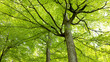 © Ramaimapon - The big lush bright green beech tree in the forest with sunlight.The image shoting from bottom up to the trees.spring season in Europe