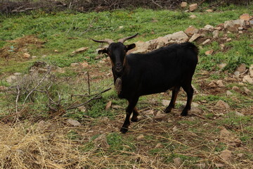 Cabras de la sierra de Salamanca (España)