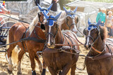 Fototapeta  - Close-up portrait of draft horses in action: Horse driving on a carriage in spring outdoors