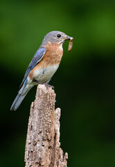 Wall Mural - Eastern Bluebird with Insect