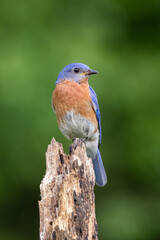 Wall Mural - Eastern bluebird perched on a stump