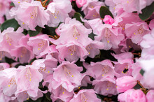 Beautiful Garden With Blooming Trees And Bushes During Spring Time, Wales, UK, Early Spring Flowering Pale Pink Bell Shaped Flowers Of Compact Rhododendron Shrub In A Garden In Springtime