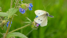 Small White, Or Cabbage White Butterfly (Pieris Rapae) Landing On A Flower In Spring.