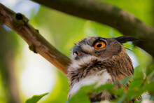 Owl In Tree
