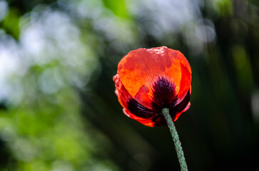 Wall Mural - Red poppy in the field. Light crimson flower.