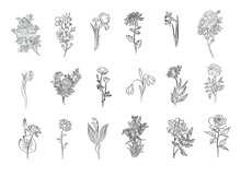 Set Of Flower Line Art Vector Illustrations. Daisy, Marigold, Rose, Snowdrop, Iris, Aster, Cherry Blossom, Chrysanthemum, Narcissus, Lilies  Hand Drawn Black Ink Illustrations.
