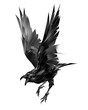 drawn bird raven on a white background in flight