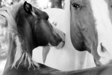 Paint Horses Shows Foal Behavior With Mare Close Up In Black And White.