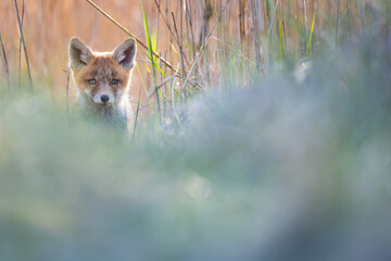 Wall Mural - red fox cub in the dunes