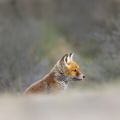 Wall Mural - red fox cub in the dunes