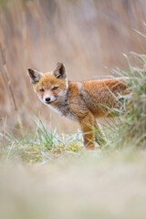 Poster - red fox cub in the dunes