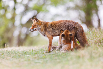 Wall Mural - red fox fixen with cubs