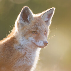 Wall Mural - red fox cub in the dunes