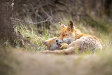 Poster - red fox fixen with cub