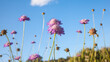 Pink purple wildflowers against vivid blue sky with copy space, low angle view