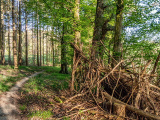 Wall Mural - Waldweg durch den Mischwald