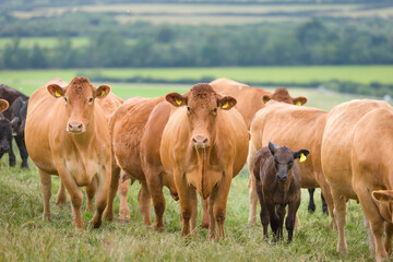 Wall Mural - Herd of Hereford beef cattle. Livestock in a field on a UK farm