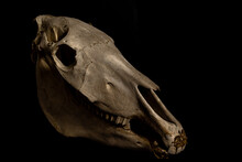 The Skull Of A Horse Isolated On A Black Background.