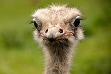 Portrait Of A Great Ostrich