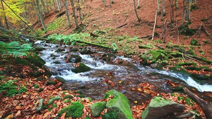 Wall Mural - Mountain river with autumn logs and leaves