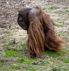 Wall Mural - The Bornean orangutan (Pongo pygmaeus) is a species of orangutan endemic to the island of Borneo.