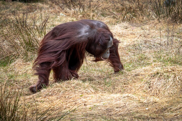 Wall Mural - The Bornean orangutan (Pongo pygmaeus) is a species of orangutan endemic to the island of Borneo.