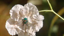 Green Orchid Bee (Euglossa Dilemma) On A White Flower In Fort Lauderdale, Florida, USA
