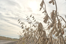 Soybean Seeds On Plant. Soybean Dry Plantation With Sky On The Horizon Sunset View