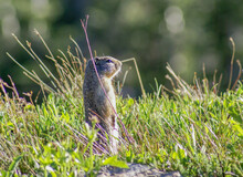 Columbian Ground Squirrel Standing Outside Of Its Hole In Glacier National Park. 