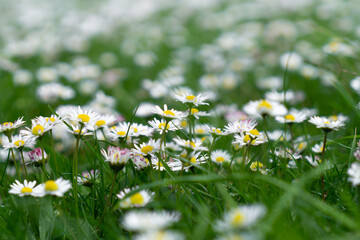 Sticker - White daisy flowers on a alpine meadow