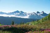 Fototapeta Natura - Mt. Rainier Wildflowers