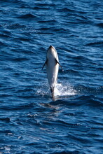 Dusky Dolphin (Lagenorhynchus Obscurus) Leaping Out Of The Water In The Atlantic Ocean, Off The Coast Of The Falkland Islands