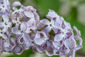 Wall Mural - close up of a lilac bloom