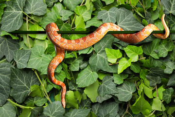 Poster - Beautiful corn snake against green ivy leaves