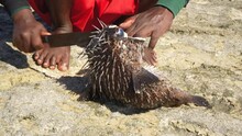 Malagasy Fisherman Cleaning Freshly Caught Pufferfish On Rocky Beach Detail 