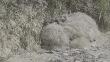 Eagle-owl Nestlings In Steppe Nest. 4K Slow Motion ProRes 422 10 Bit Ungraded