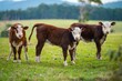 Beef cattle and cows in Australia	
