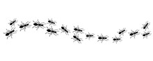 Ants Trail, Lines Of Working Ants On White Background. Groups Of Insect Marching Or Walking Down The Road. Insect Colony, Control Disinfection, Vector Illustration