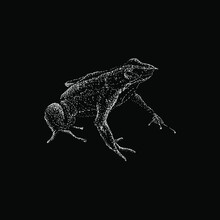 Darwin’s Frog Hand Drawing Vector Illustration Isolated On Black Background