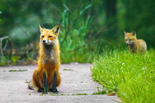 Cute Mother Fox With Her Pup In The Background
