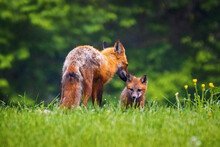Cute Brown Mother Fox Grooming Her Baby Pup In The Forest
