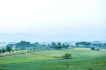 Wall Mural - The beautiful green barley field at early morning.