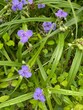 Virginia spiderwort flowers in spring