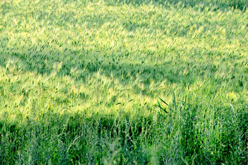 Wall Mural - The beautiful green barley field.